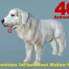 Dog – Tatra Sheepdog