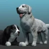 Dog – Tatra Sheepdog
