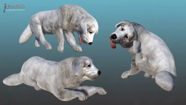 Dog – Tatra Sheepdog