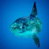 Ocean Animals MEGA Pack