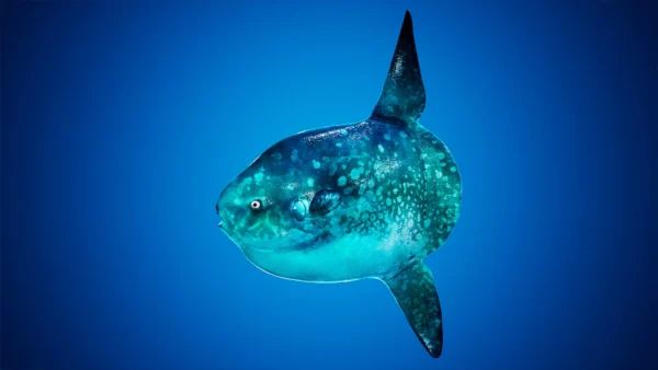 Ocean Animals MEGA Pack