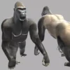 Gorilla