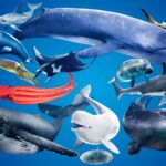 Ocean Animals MEGA Pack