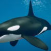 Ocean Animals MEGA Pack
