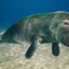 Ocean Animals MEGA Pack