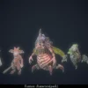 Fantasy Horde – Orc